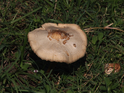 [A top-down view of a mushroom with a very large flat cap. In the center of the tan cap is a brown section as if something else is growing on top of it.]